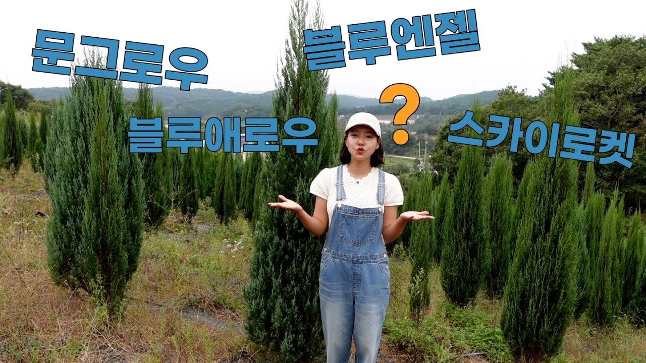 💙차이점!블루애로우,스카이로켓,문그로우,블루엔젤💙 +이식후 관리방법까지