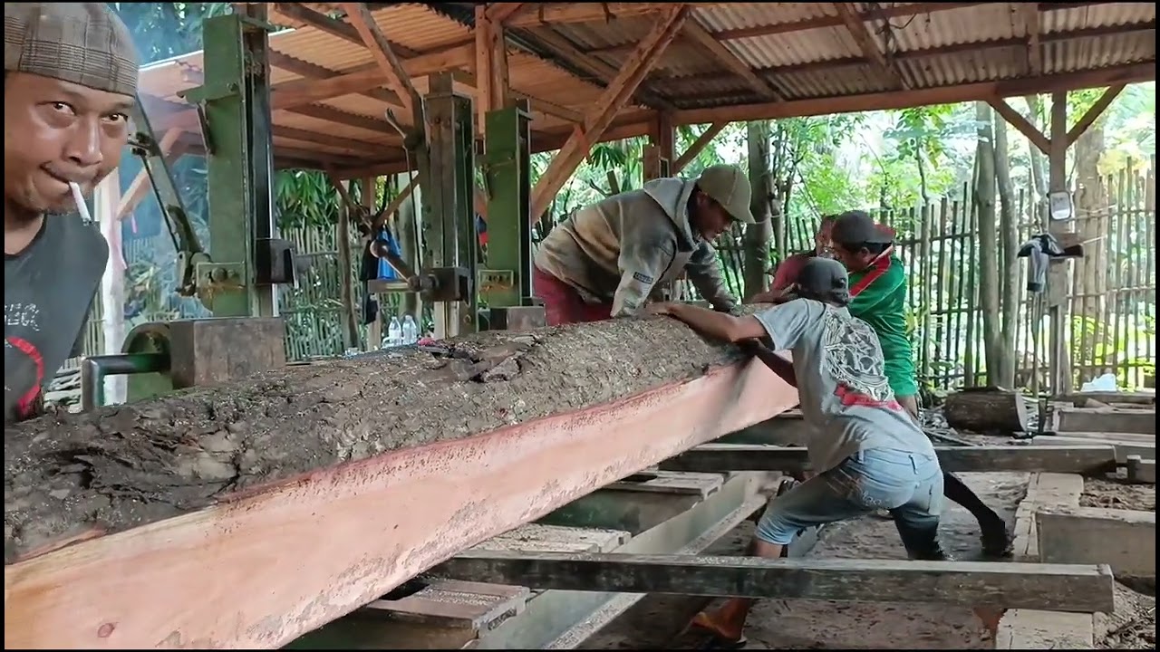 A 30feet-long mahogany log is being carefully processed into the best boards. 
