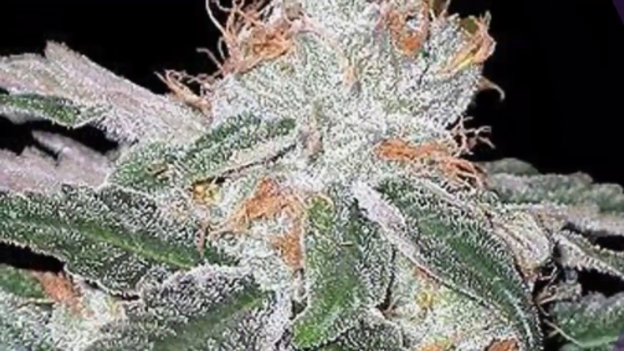 Top 10 Cannabis Strains Of All Time