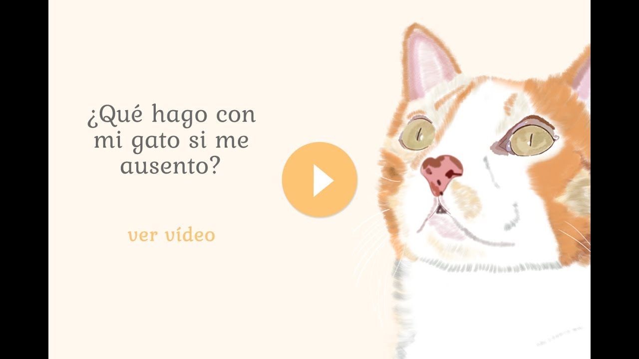 ¿Qué hago con mi gato si me ausento o me voy de vacaciones?