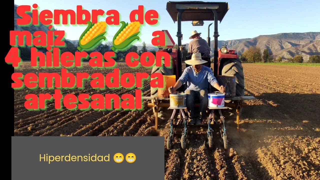 Siembra de maíz 🌽🌽 a cuatro hileras