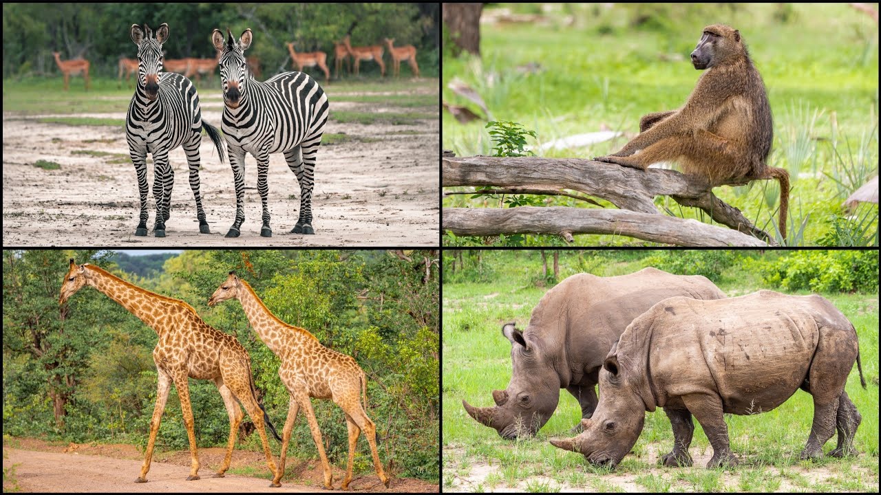 ZAMBIA: Mosi-oa-Tunya National Park - Game Drive