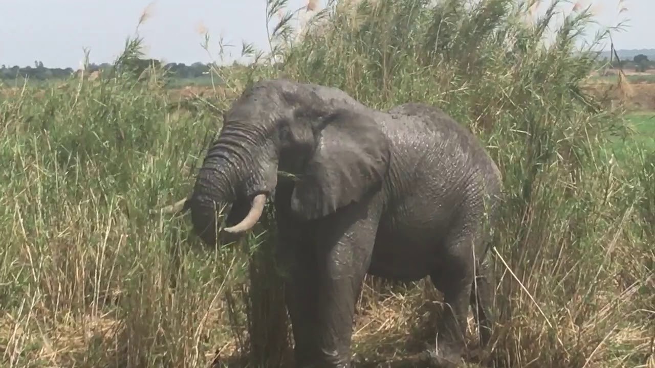 Wild Tusker