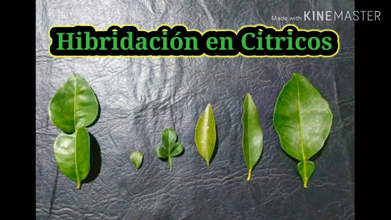Hibridacion en Citricos - Citrus hybridization. ¿Cómo  polinizar y hacer hibridos? Experimento.