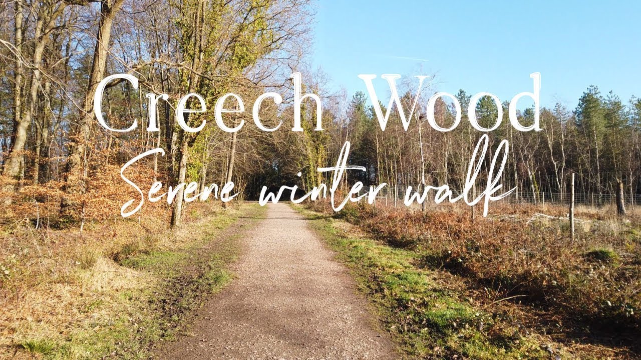 Creech Wood Denmead relaxing serene woodland walk, slow walk, virtual walking
