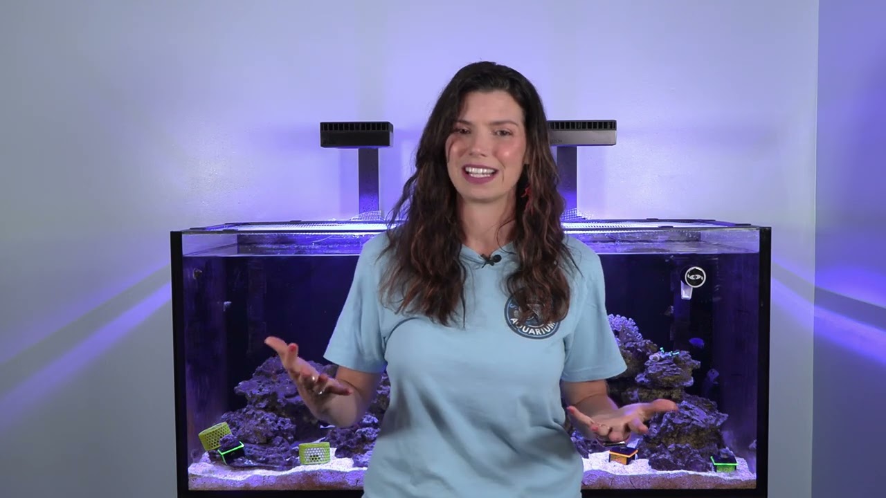 How to Place Corals