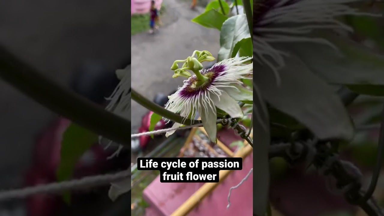 Passion fruit ( life cycle of passion fruit flower )