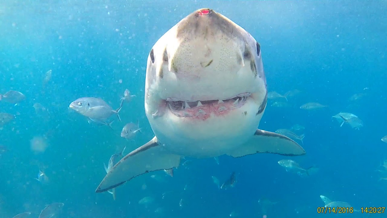 Shark Cage Dive Feb 28 2019 Port Lincoln South Australia