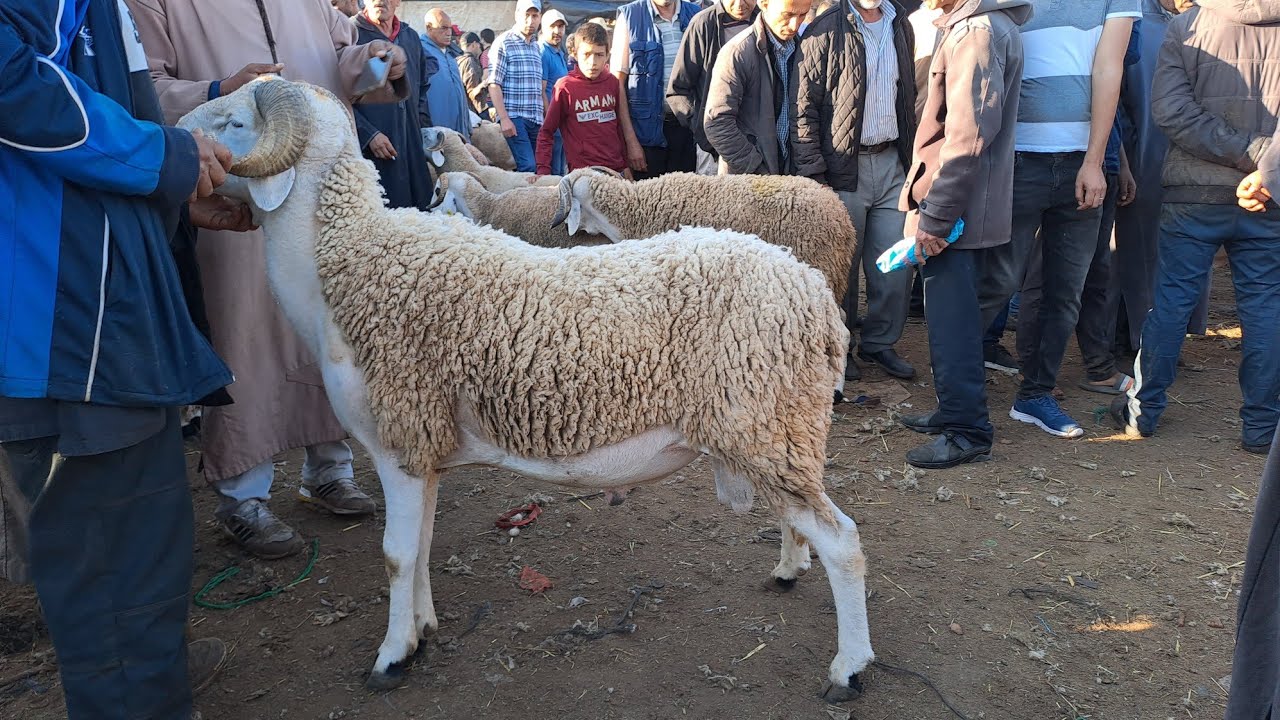 اليوم من سوق الأربعاء بن سليمان 2023/6/14 ثمن حولي العيد العجول ماعز الخير موجود ثمن الحولي1800درهم