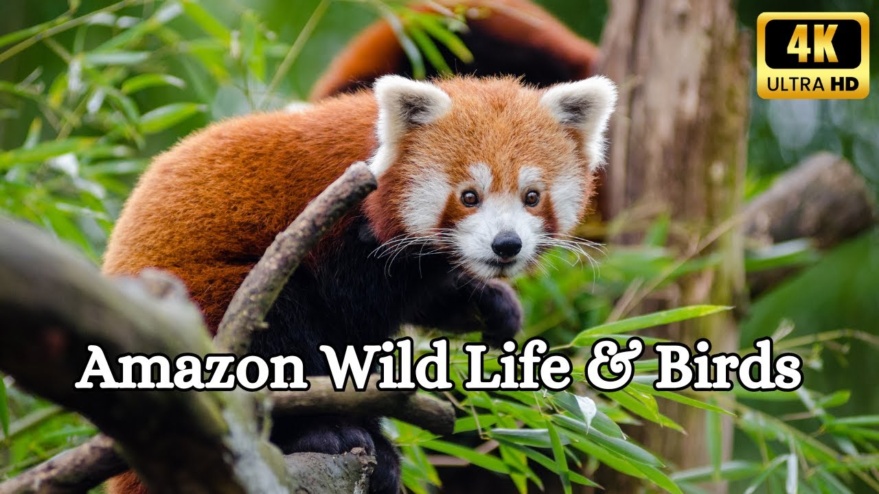 Amazon's Hidden Beauties: Birds and Animals in 4K.  #thehowtoacademy #birds #birdslover #animals