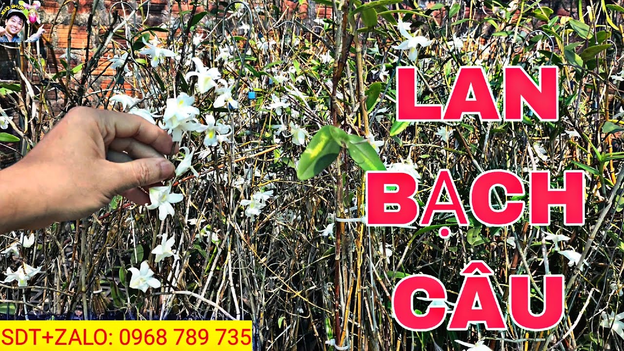 Lan Bạch Câu nở thơm ngát giữa khu vườn. SDT+ZALO: 0968 789 735 #lanrung #phonglan #lanbachcau 