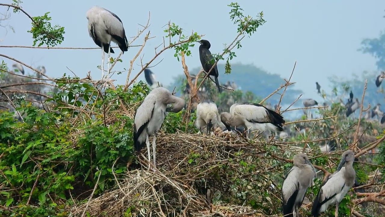 AMAZING LIFE OF BIRDS /Wildlife Documentary