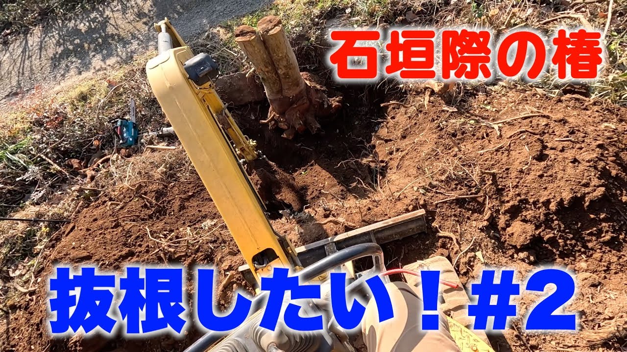 石垣の際の椿を抜根したい！＃2