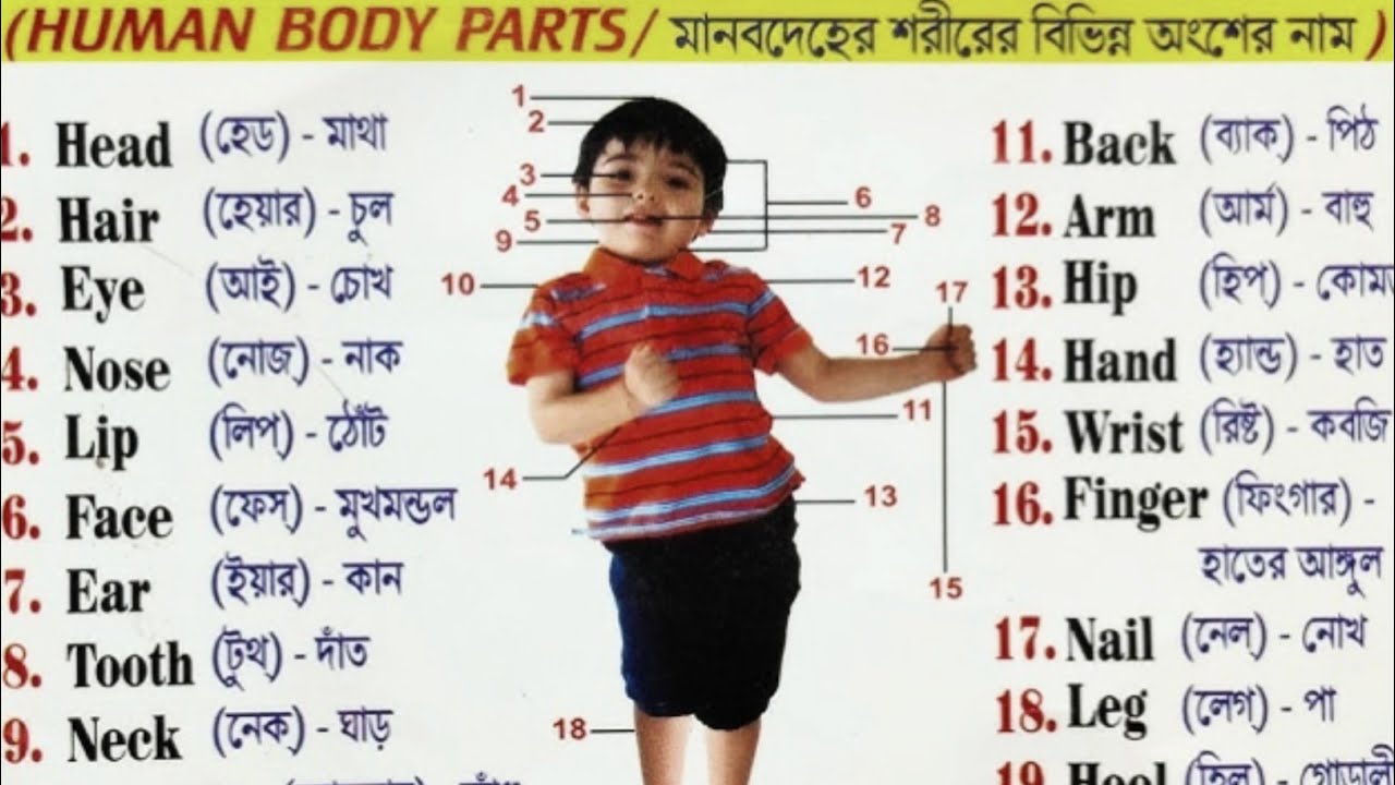 Learn Human Body Parts Name | 20 Body Parts Name in English​ with Pictures| Body Parts Name for Kids
