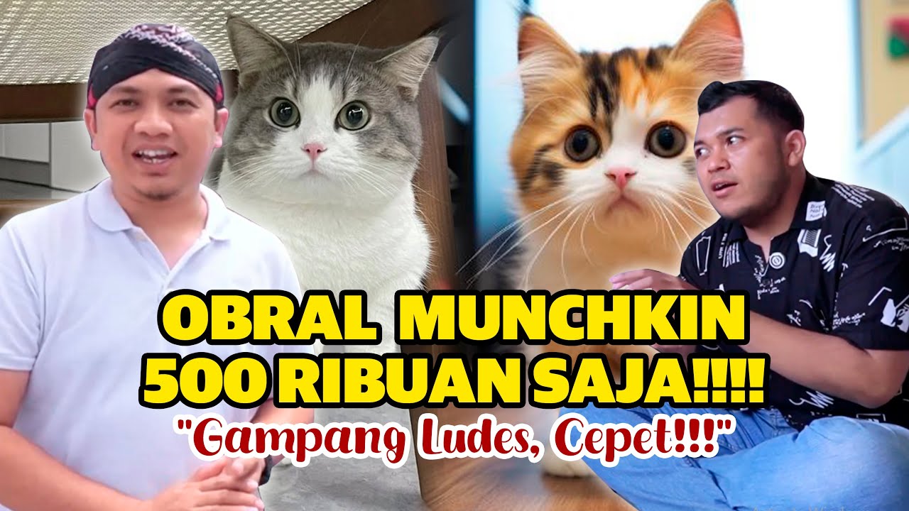OBRAL KUCING MUNCHKIN 500RB AN Gampang Ludes, Siapa Cepat Dia Dapat
