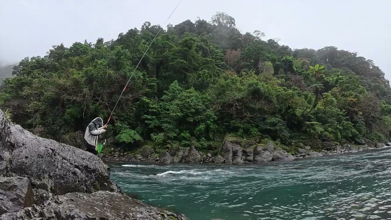 又濕又冷 那就凹一道漂亮的深流場吧！總是跟到行程末段才來訊號 還是得10米竿.... #fishing #苦花 #本流釣り