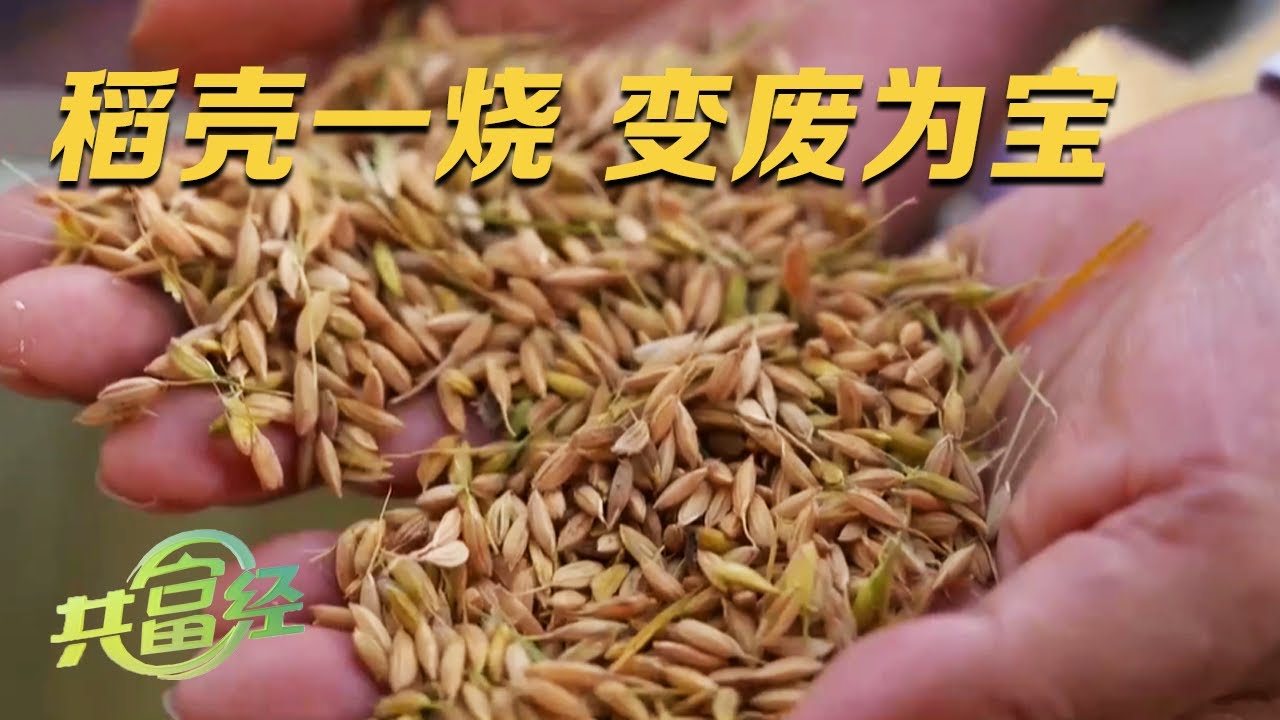 他用废弃稻壳治理盐碱地，为农户解决了心头大患！在改良过的土地种水稻，农户每亩地增收超过3000元！|「共富经」20231129
