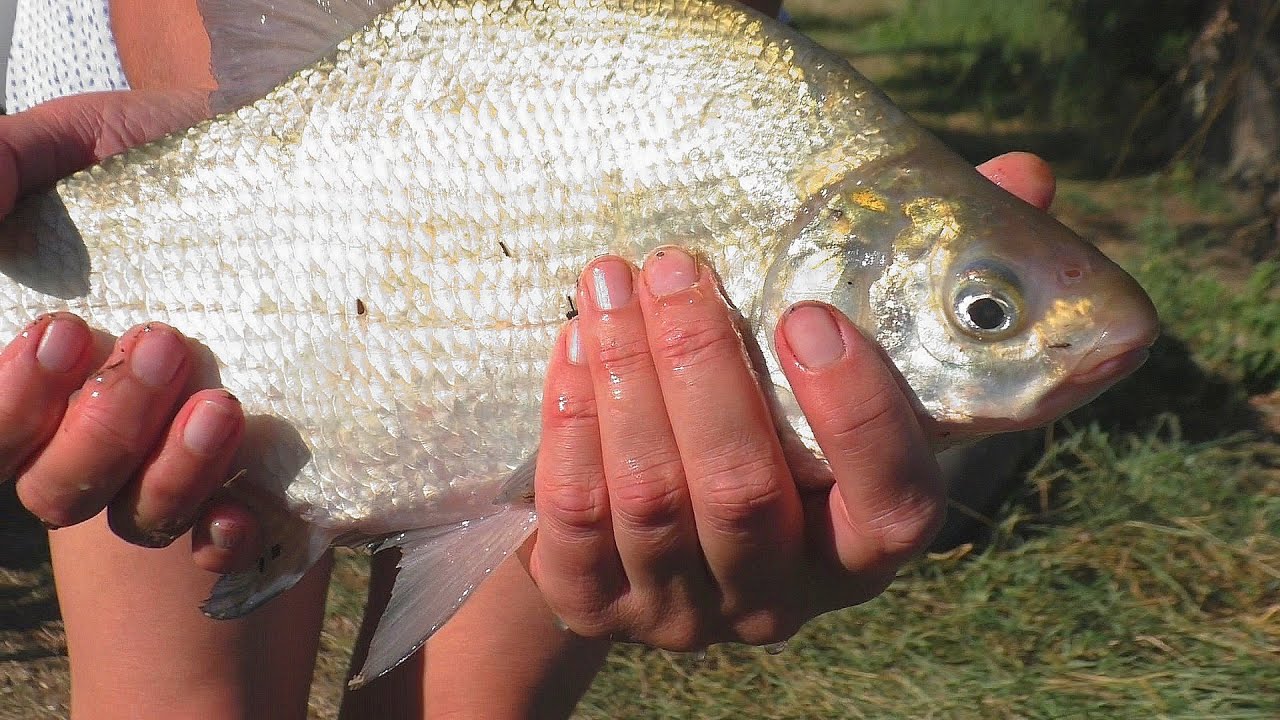 Какая снасть ловит в жару. Рыбалка на карася в + 35. My fishing