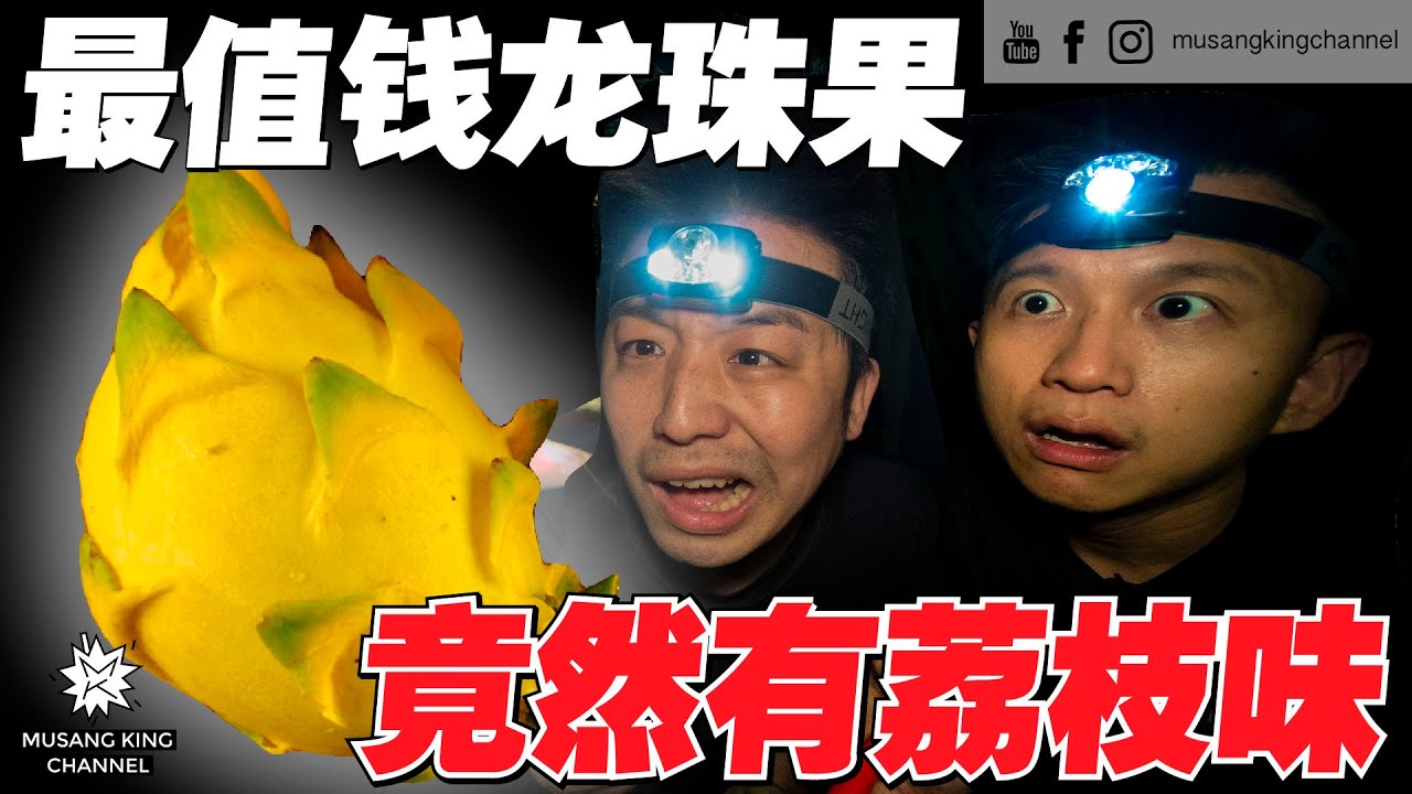 挖呀挖呀挖！被蛇咬都不怕，摸黑挖到荔枝味的龙珠果，传说中最值钱的黄龙！【我们去做龙珠果农】等了一个月的果实，没让我们失望！The Best Dragon Fruit Ever