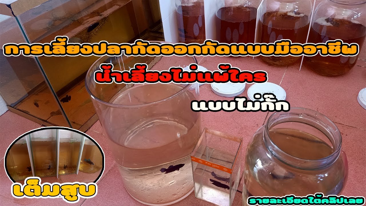การเลี้ยง #ปลากัดออกกัด แบบมืออาชีพน้ำเลี้ยงไม่แพ้ใครแบบไม่กั๊ก