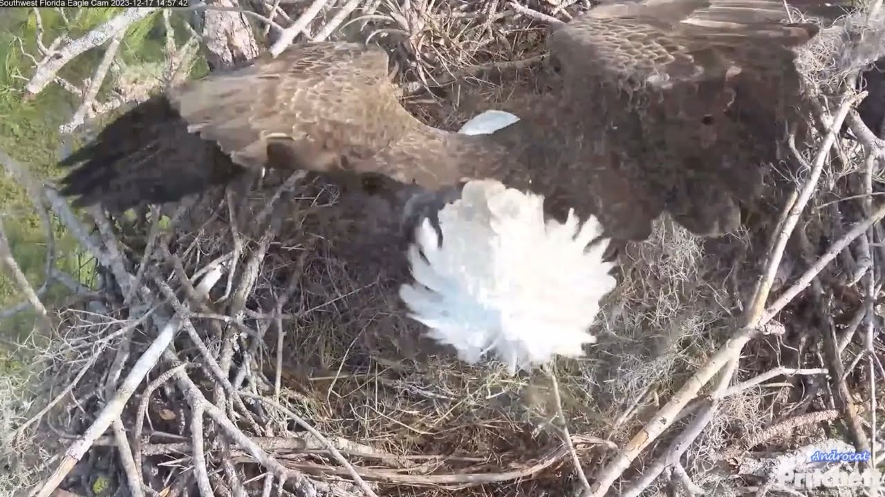 SWFEC 12-17-23.  Windy Day Topples F23 on the Nest; M15 Delivers an Air Plant; F23 Close-up views.
