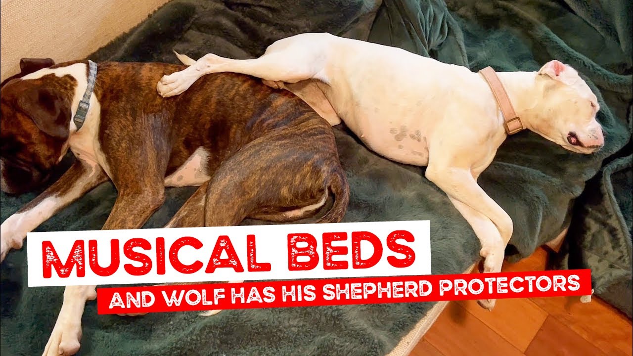 Musical Beds and Wolf has his Shepherd Protectors on Duty