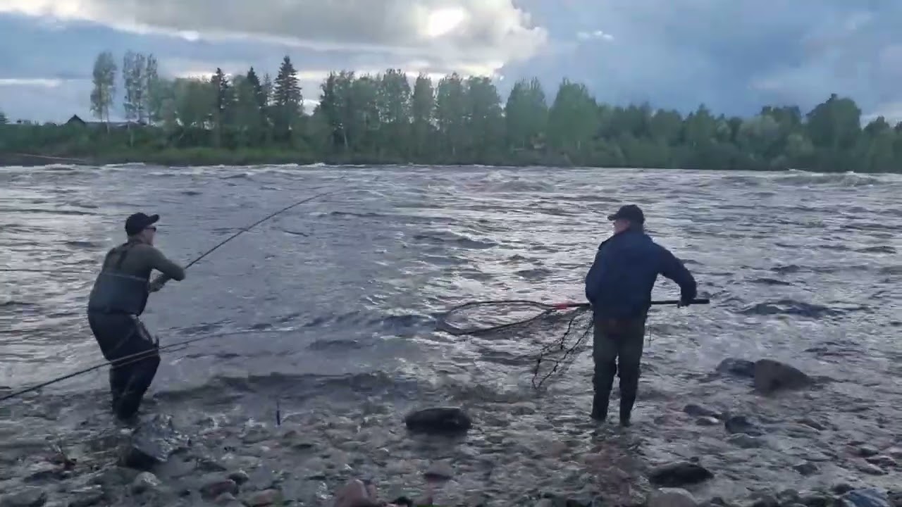 Laxfiske i Torneälven med spinnfluga 220603