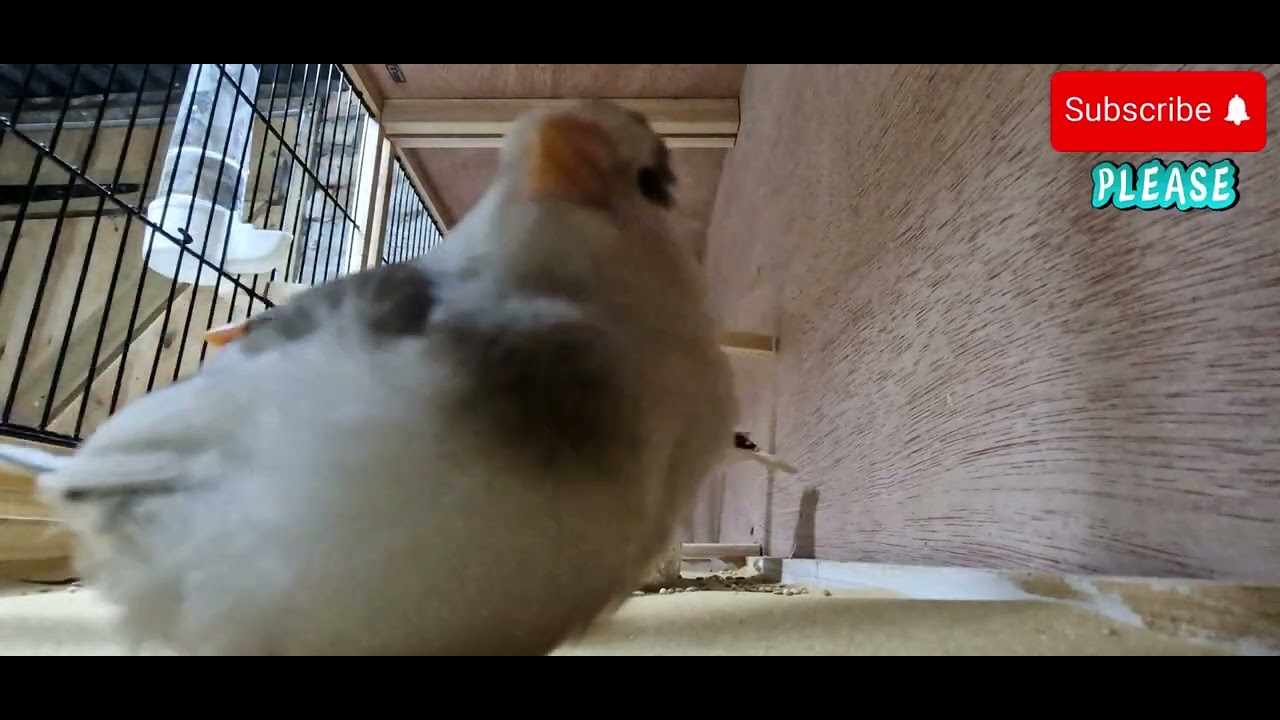 New Zebra Finches Exploring Their New Home | Bird Room Close-Up