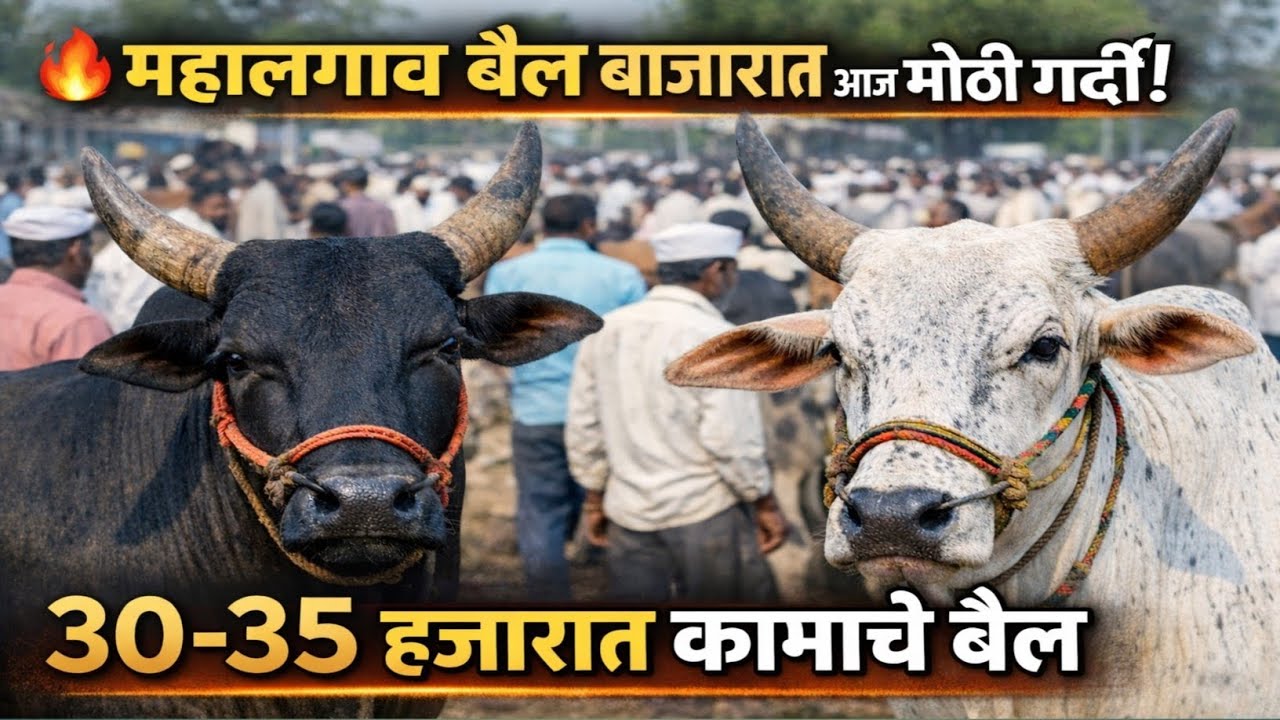 महालगाव बैल बाजार 🐂 | शेतकऱ्यांची जोरात खरेदी! 