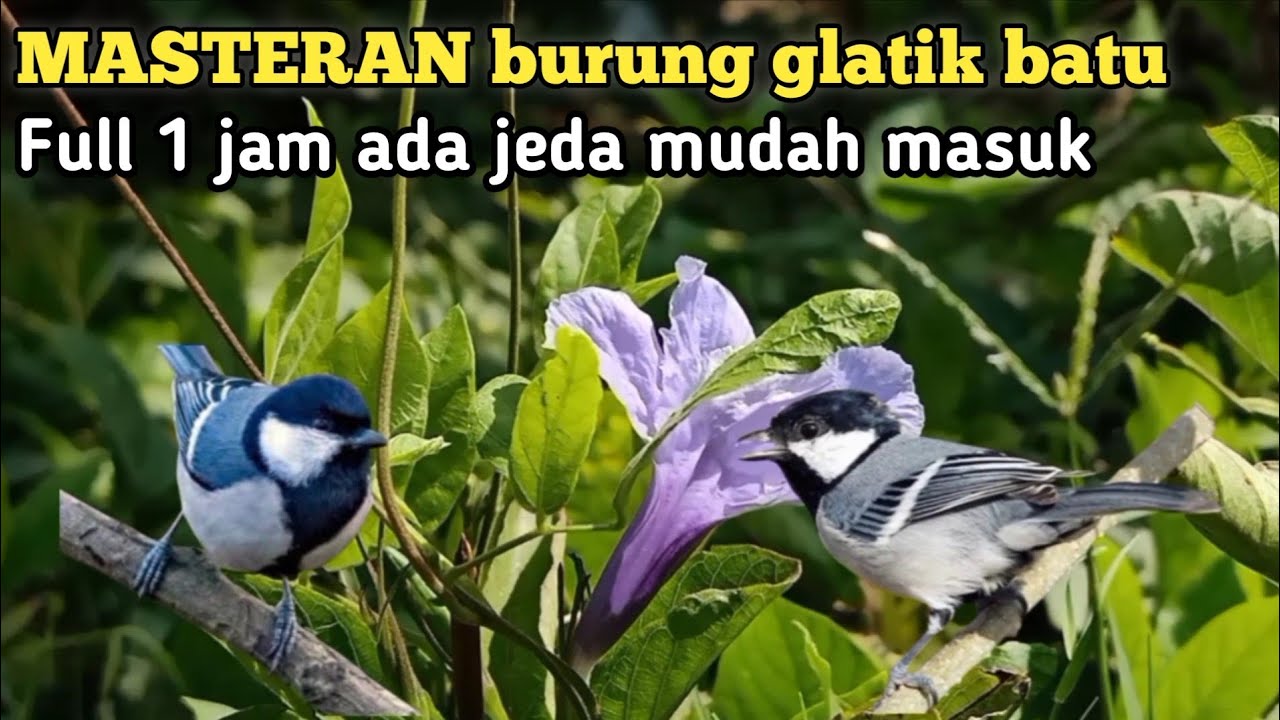 MASTERAN BURUNG GLATIK BATU GACOR FULL 1JAM ADA JEDAH MUDAH MASUK