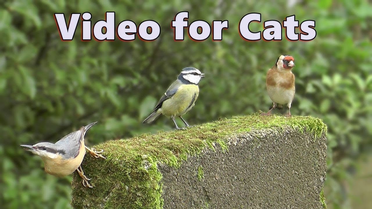 Catflix and Chill ~ Epic Cat TV Videos for Cats to Watch