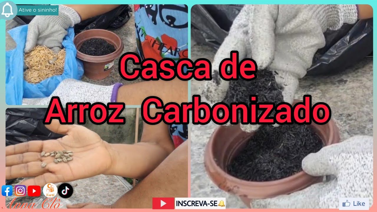 Como utilizar casca de arroz e a semente que ganhei da minha irmã.