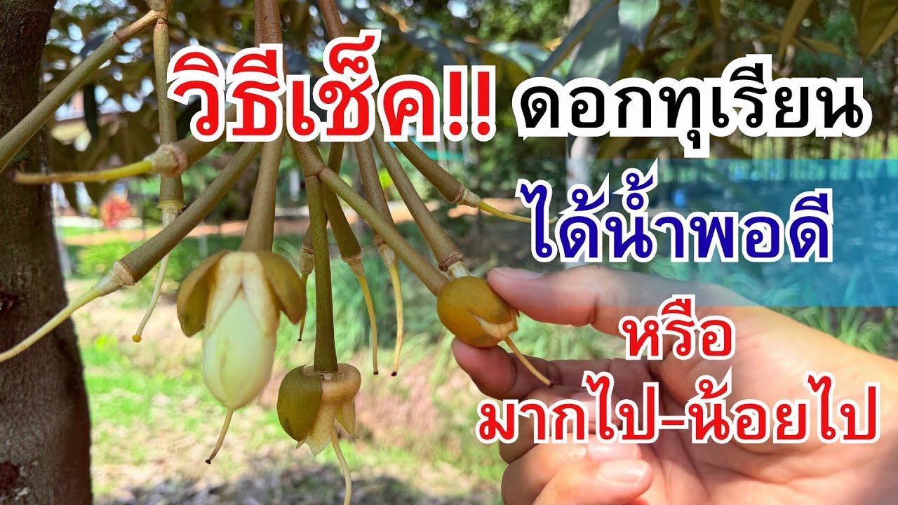 วิธีเช็ค!! ดูดอกทุเรียน ได้น้ำพอดี หรือได้น้ำมากไปน้อยไป ￼