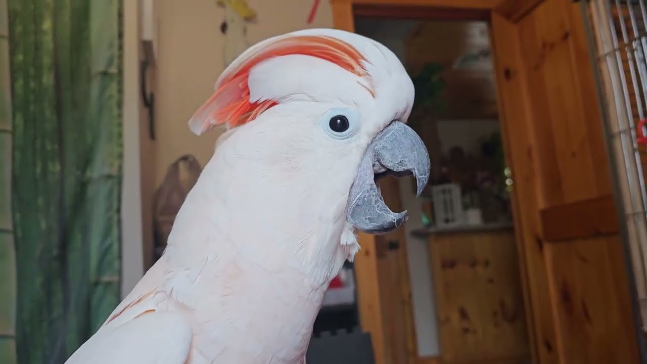 Mr. Max - Cockatoo Going To The Vet - 2025 ⚠️
