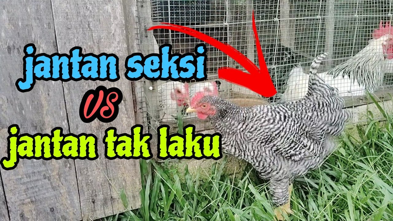 [Episod1429] dia ni jenis jantan tak laku di kebun abah🤭🤪