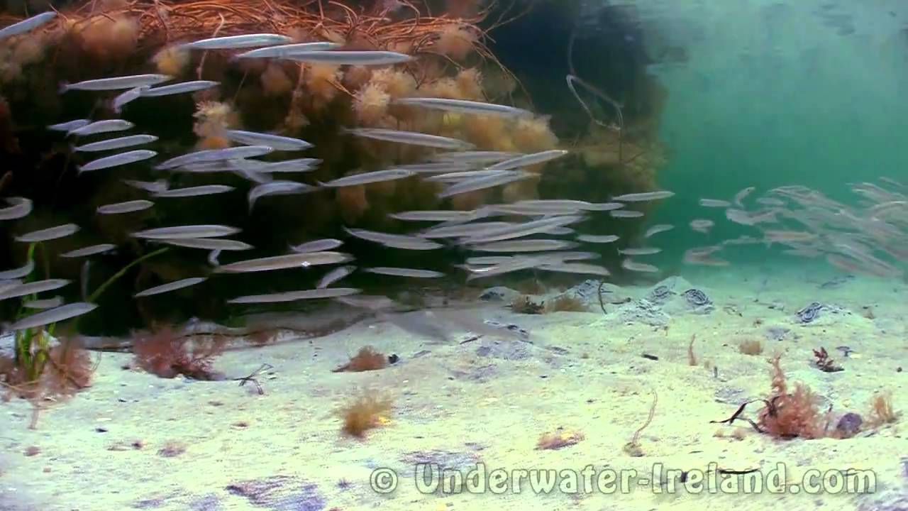 How to film sandeels underwater in HD in Irish Sea.