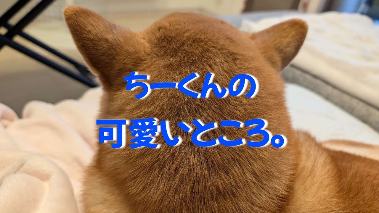 【ネタ切れ寸前】過去動画頼みでゴメン!!