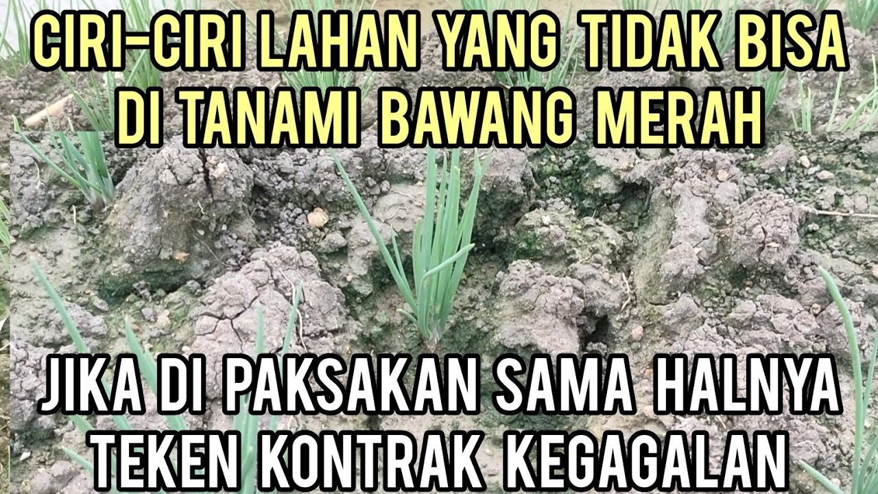 CIRI-CIRI LAHAN YANG TIDAK BISA TANAMI BAWANG MERAH