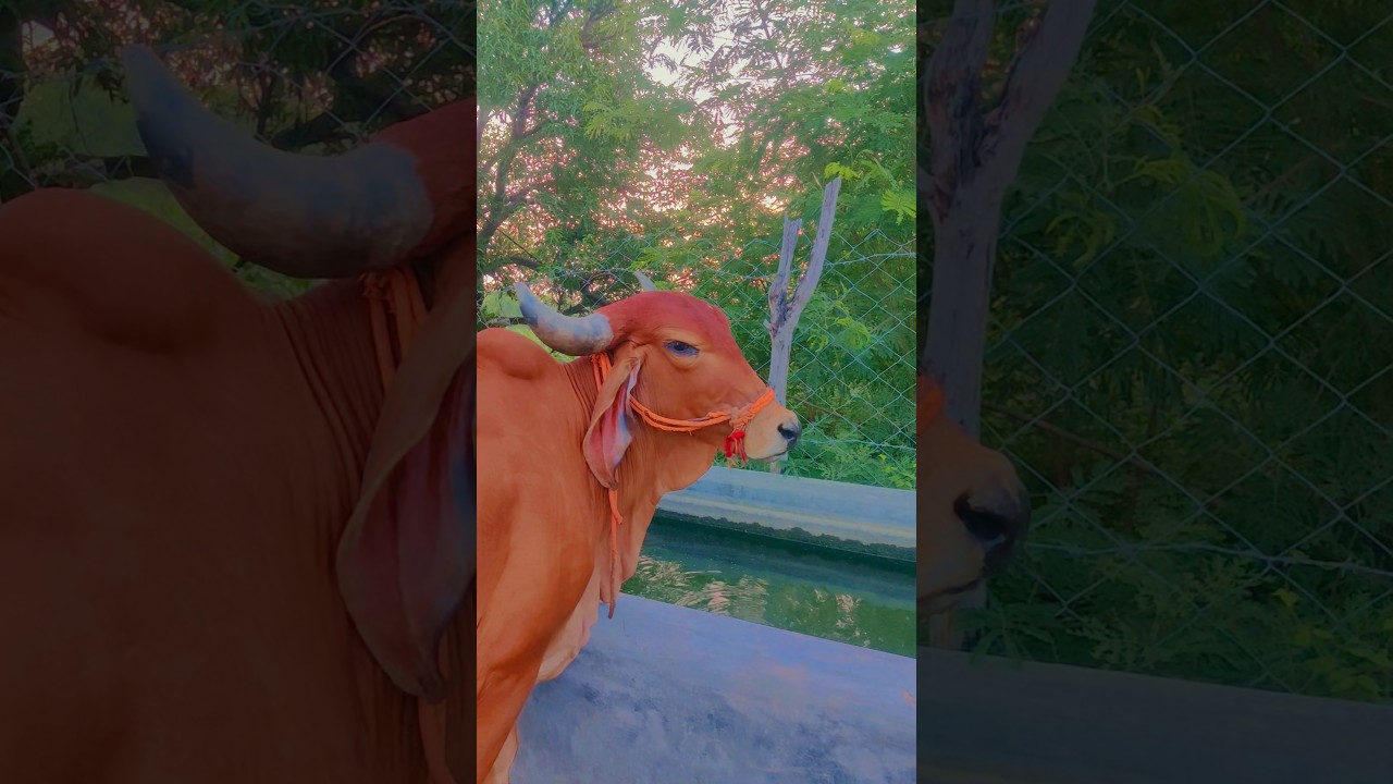 deshi gay in deshi life 💯🧬 #deshi #gaay #cow
