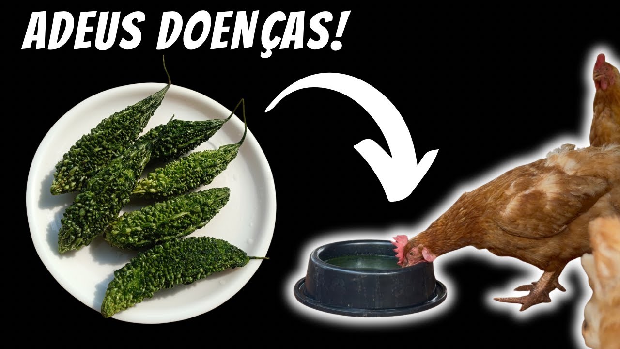 MORRIA E NÃO SABIA! BASTA UMAS FOLHAS E ADEUS DOENÇAS! Coccidiose, peito seco e diarreia!