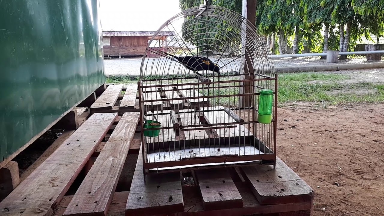 Oriole moriche tête jaune Guyane