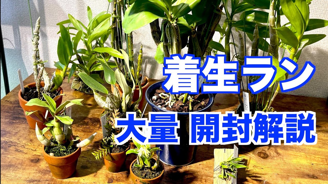 着生ラン デンドロビウム11種を開封、解説【パルダリウム・スタジオを作る㉟】