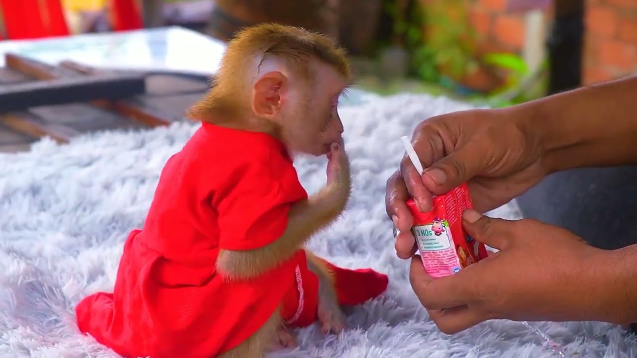 Feeding, Dressing, and Playing with My Adorable Pet Monkey!