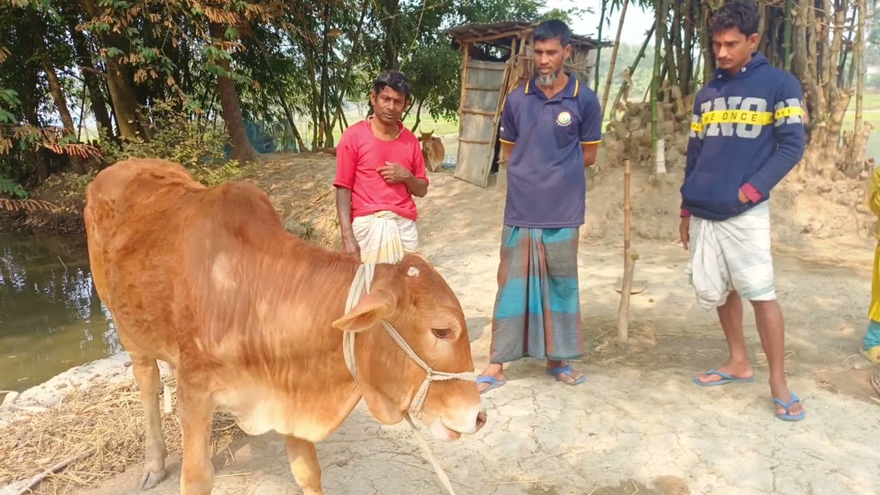 গ্রামের শরল মানুষের জীবন চক্র এবং গরু পালন RS Minu Agro 