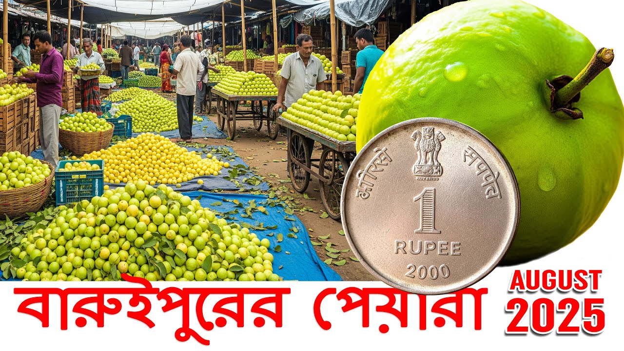 Baruipur Wholesale Fruit Market August 2025  #baruipur  #guava