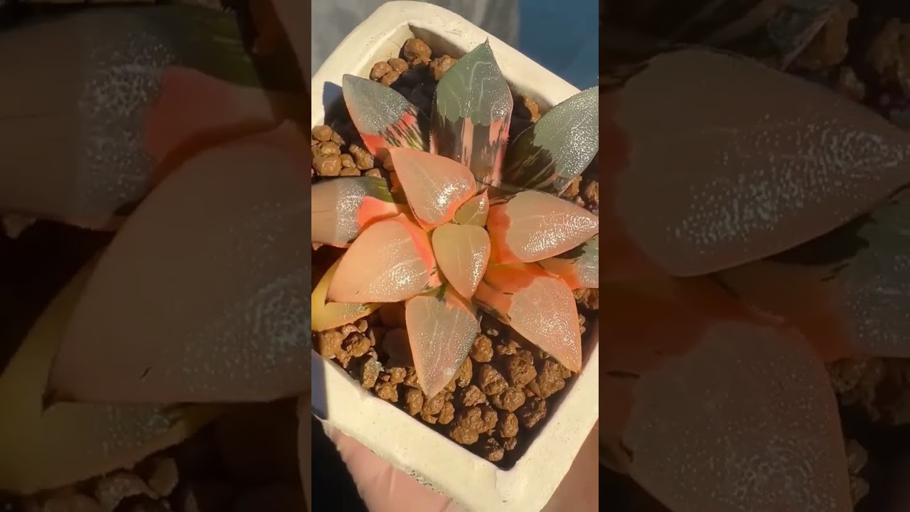 Haworthia Correcta variegated #haworthia #variegated #joygardenusa #succulents