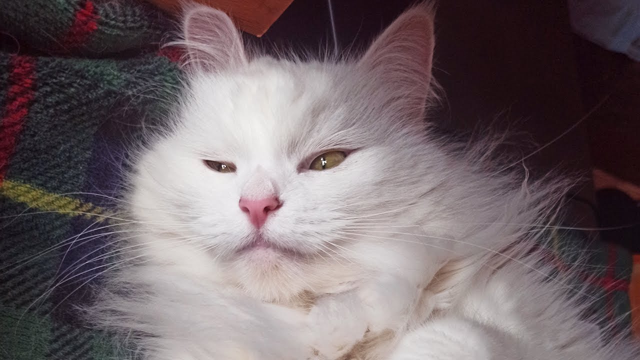 White cat purring ASMR