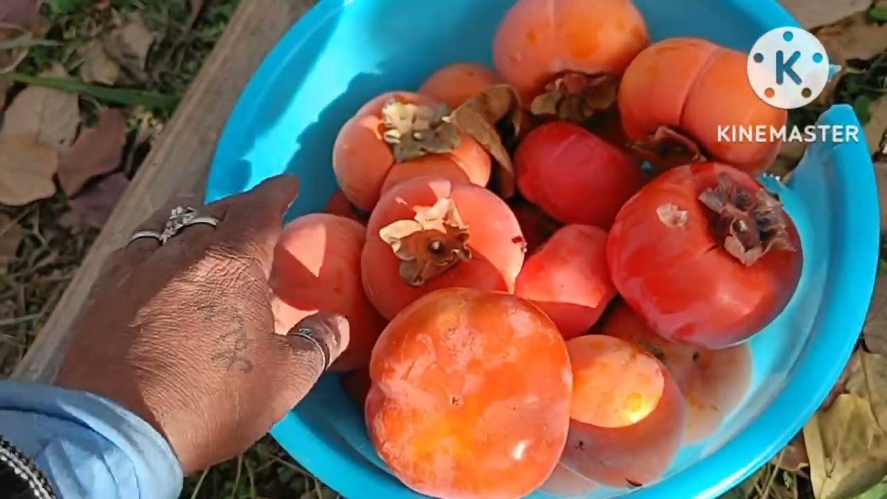 Persimmon japani seedless fuyu fruits packing#kullu #Manali# Himachal Pradesh# India