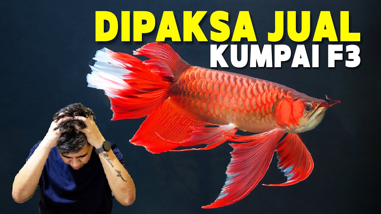 OK GAS!! KUMPAI F3 MILIK 88REDGALLERY KEMBALI DIPINANG BUYER THAILAND