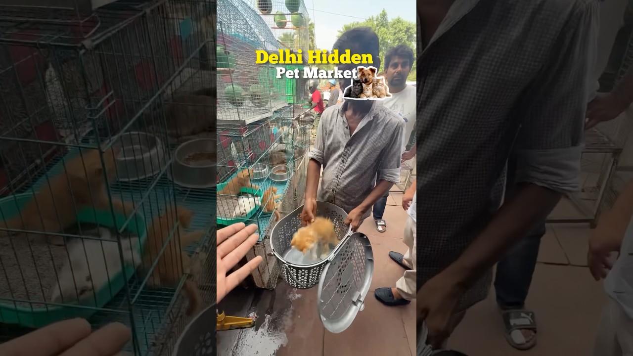 DELHI HIDDEN PET MARKET🐇🐈🦮 #shorts